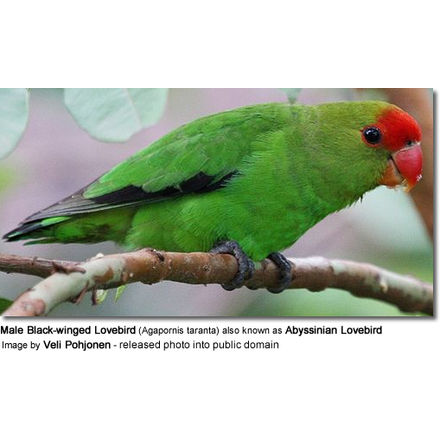 Abyssinian Lovebirds aka Black-winged Lovebirds - Beauty of Birds