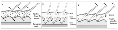 Erector and depressor muscles in skin