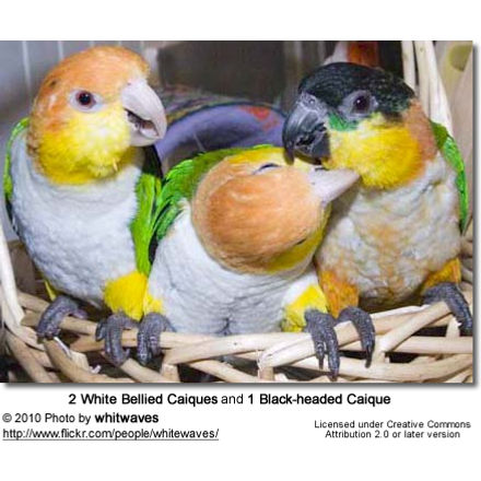 Black-headed Caiques - Beauty of Birds