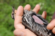Brood Patch