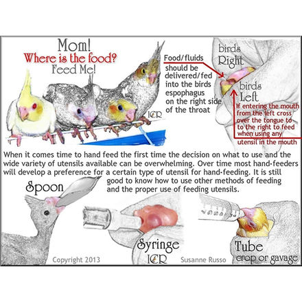 View of Hand Feeding Utensils - Beauty of Birds