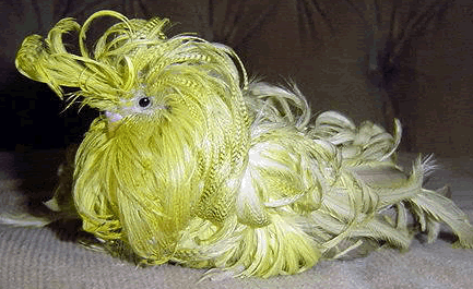 Feather duster disease