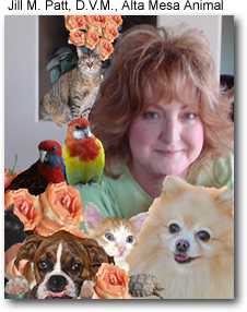 Dr. Jill M. Patt, D.V.M., avian veterinarian in Mesa, Arizona