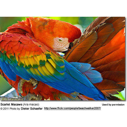 Scarlet Macaws Aka Red Yellow Macaws Beauty Of Birds