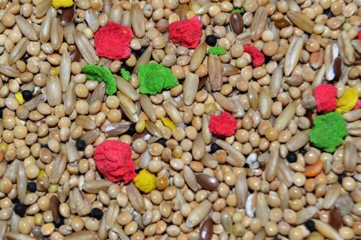 Cockatiel Food List
