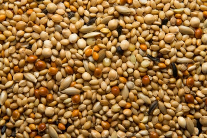 Cockatiel Food List