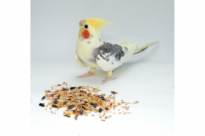 Cockatiel Food List