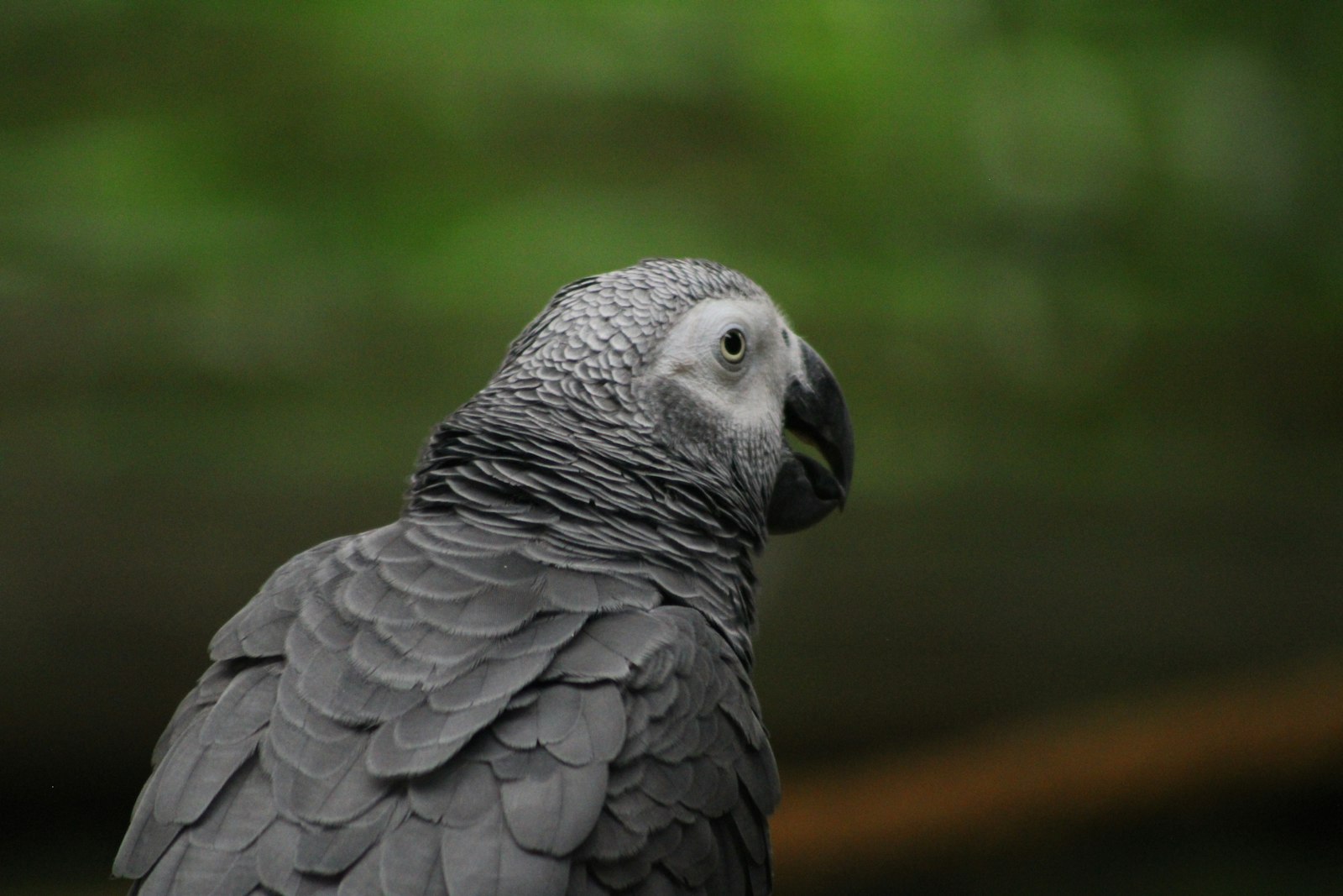 An African grey parrot looking to the side against a soft green background.