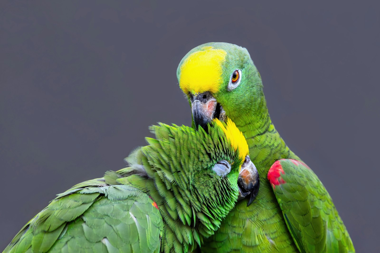 Two yellow-crowned Amazon parrots grooming each other against a plain grey background.