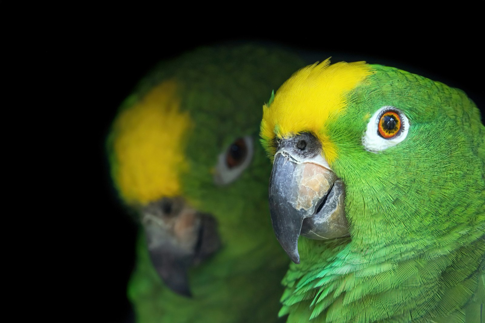 Two yellow-fronted Amazon parrots side by side against a dark background.