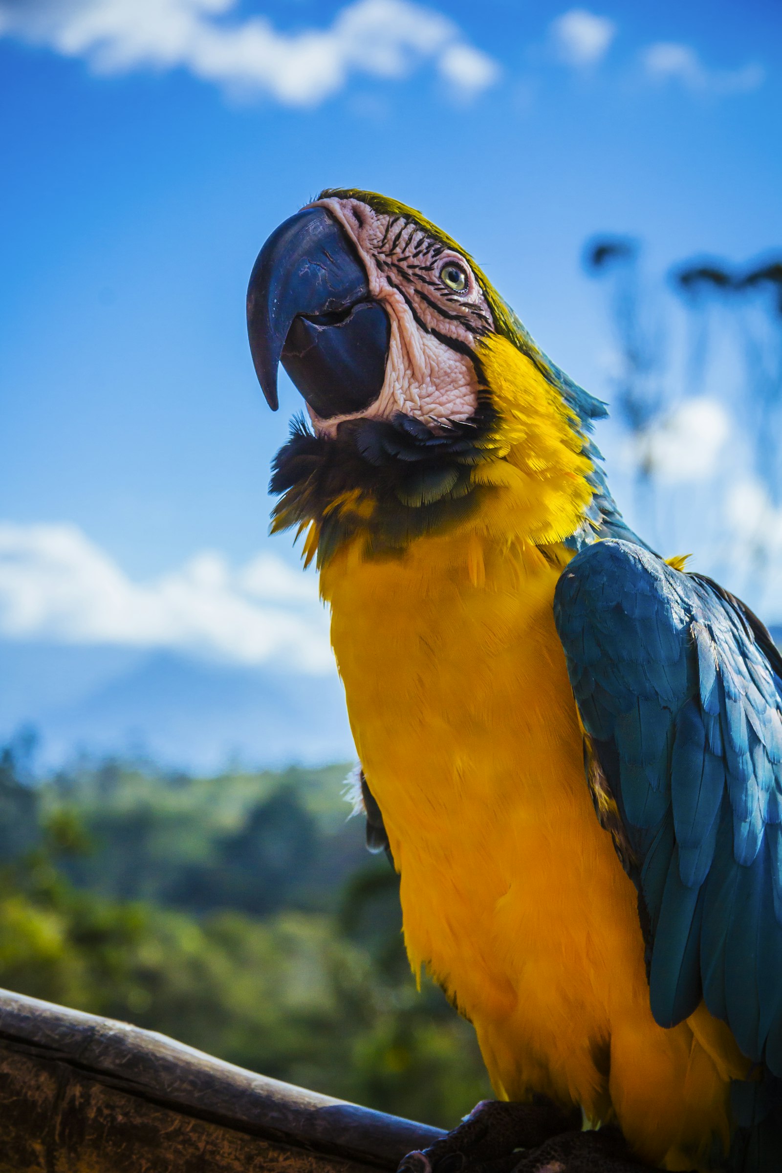 A blue and gold macaw perched on a wooden rail under a blue sky in Colombia.