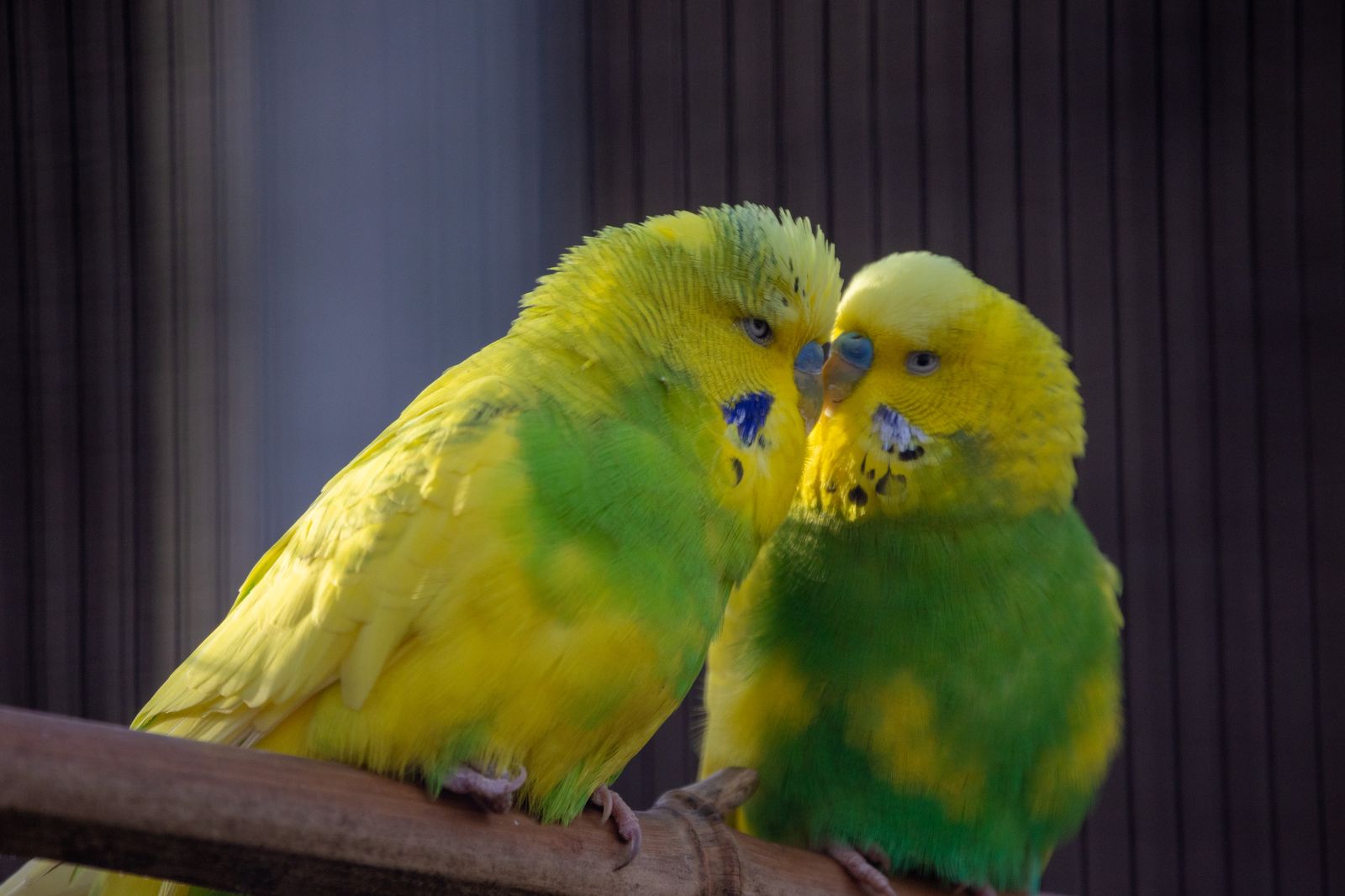 Two green and yellow budgies sit close together on a branch, one preening the other.