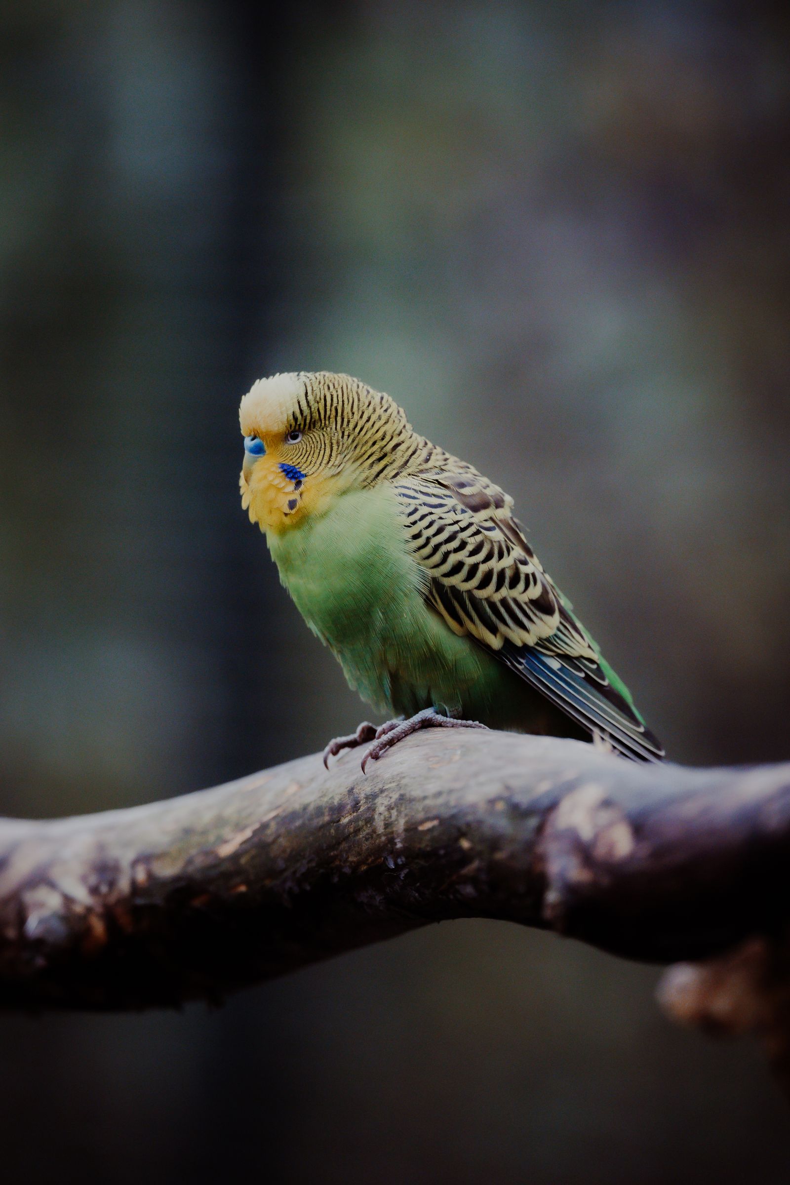 A green budgie rests on a thick branch against a dark, dim background.