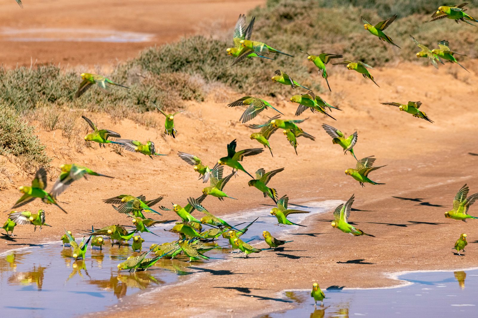 A large flock of wild green budgies gathering at a shallow water hole in the Australian outback.