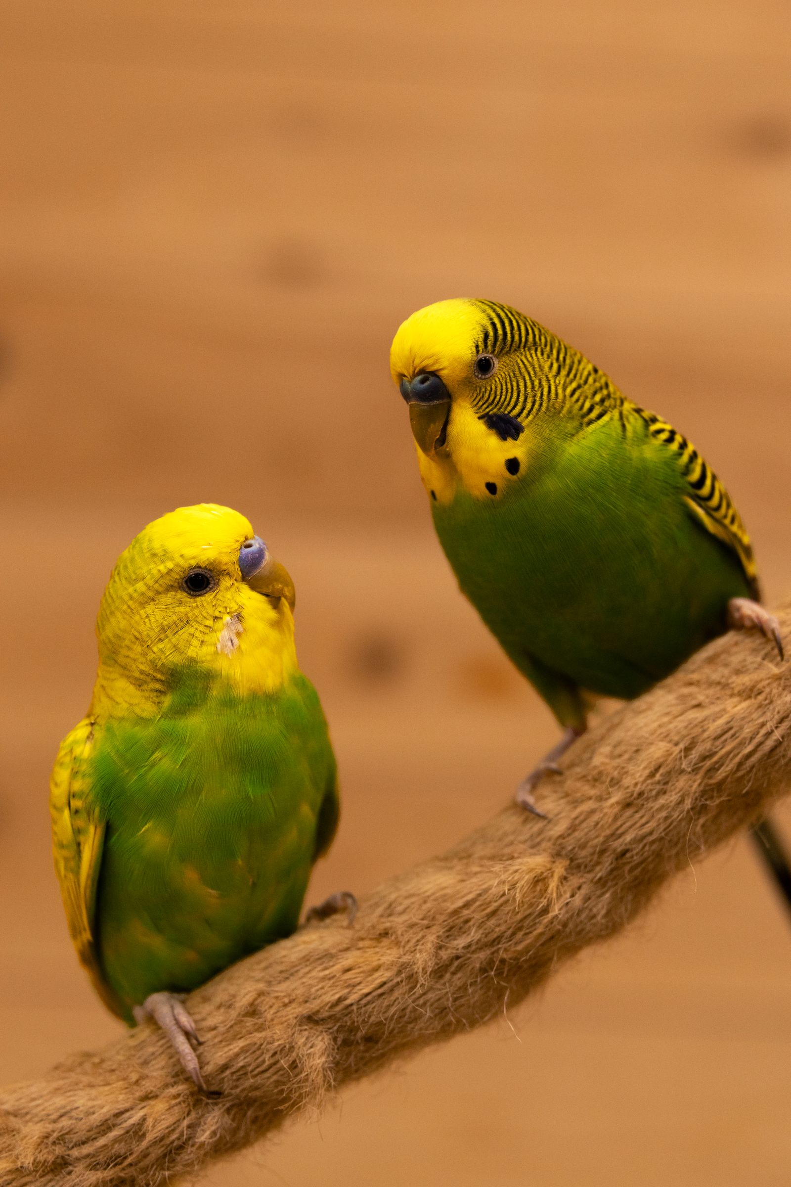 Two green and yellow budgies sit on a natural wooden branch perch.