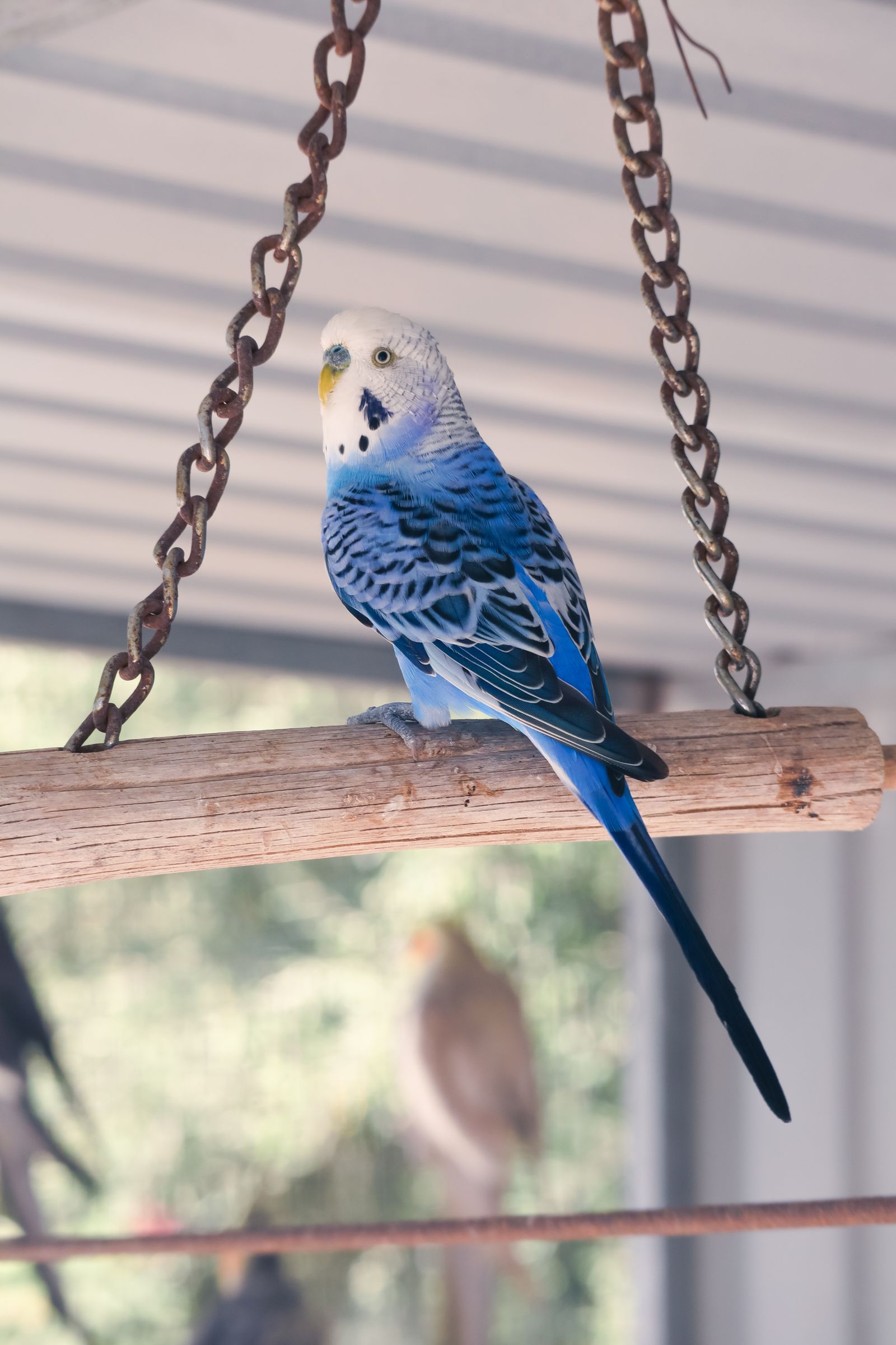 A blue budgie sits on a hanging wooden swing in a bright aviary.