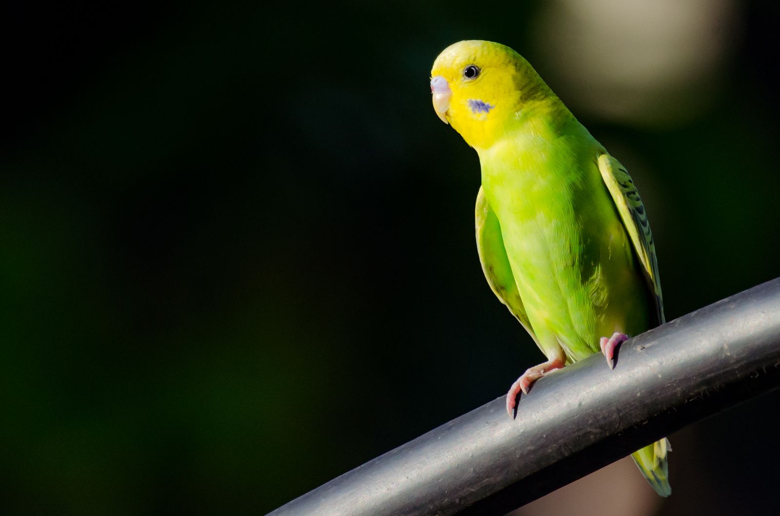 A bright green budgie with a yellow head perches on a rail against a dark green background.