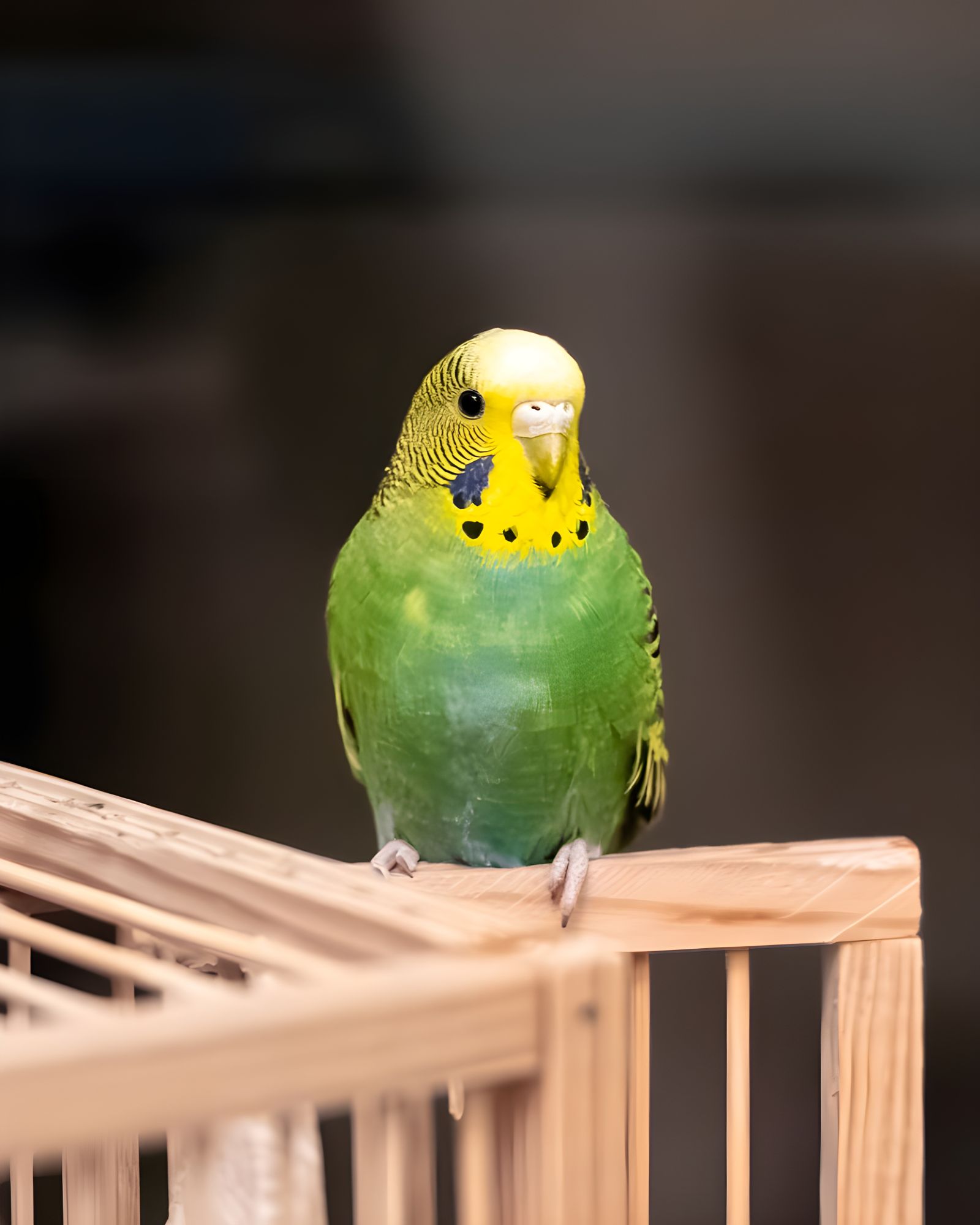 A green and yellow budgie perched on top of an open wooden enclosure against a dark background.