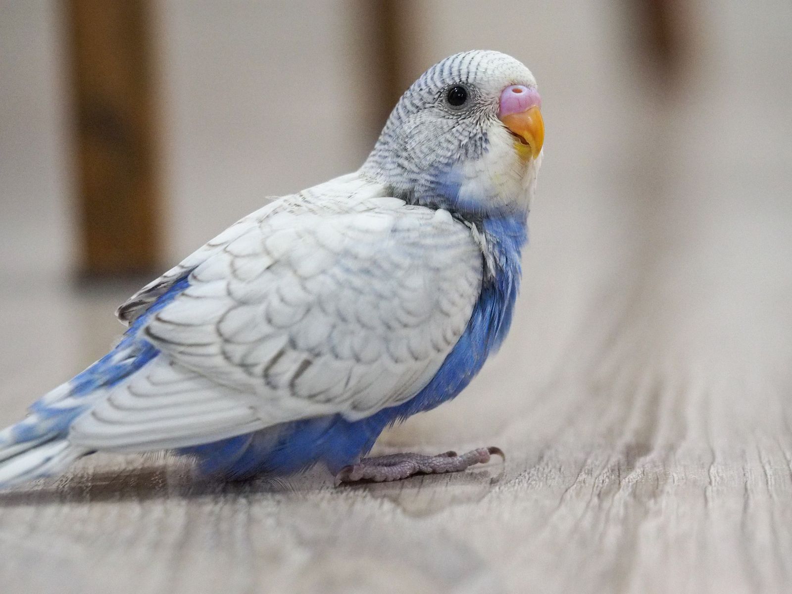 A pale blue and white budgie rests low on a wooden floor.