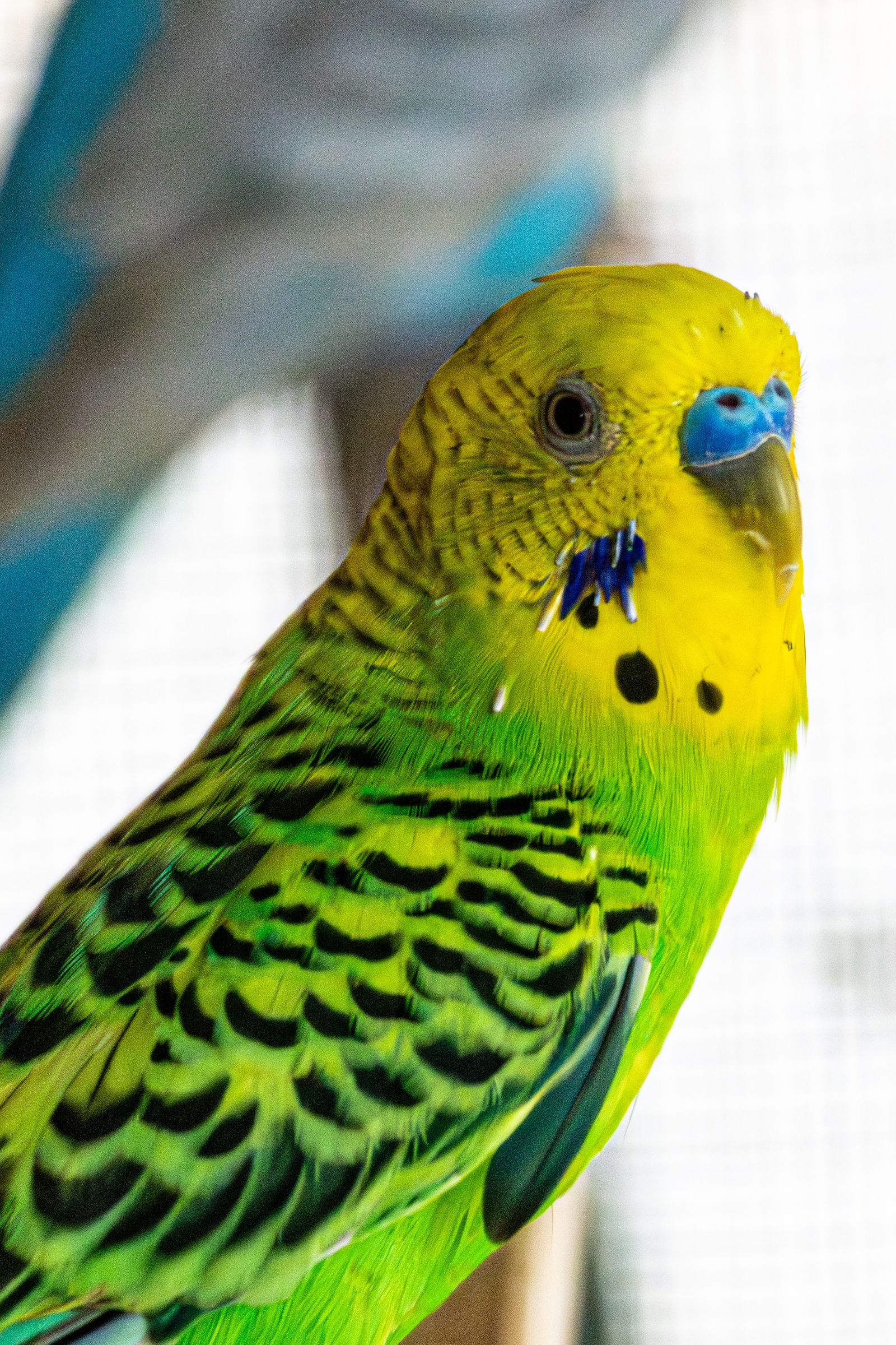 Close-up of a green budgie with a yellow head and black-barred wings.