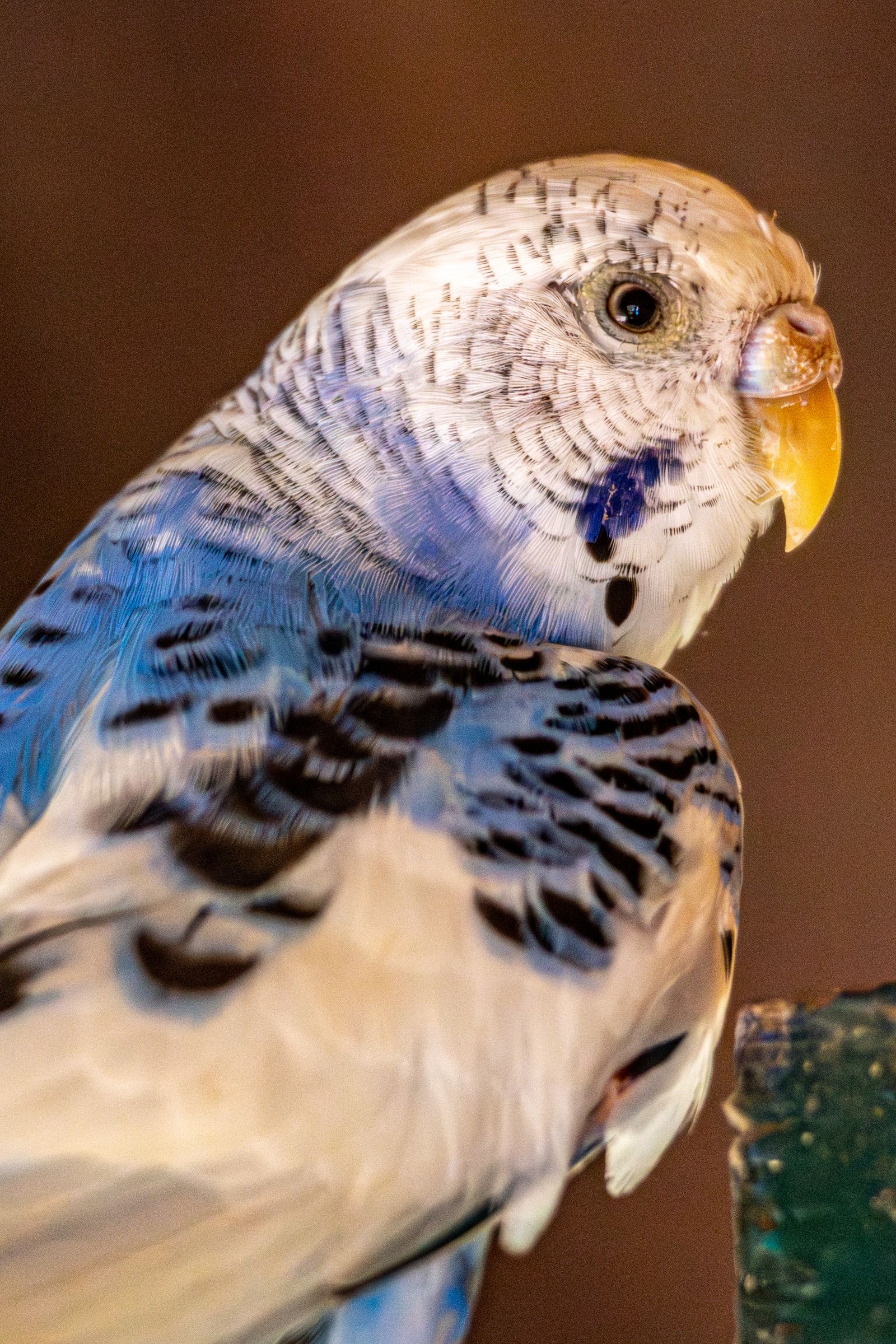 Close-up of a blue and white budgie with dark wing markings against a brown background.