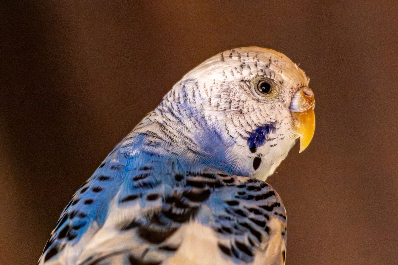 Close-up portrait of a blue and white budgerigar showing its head and wing markings.