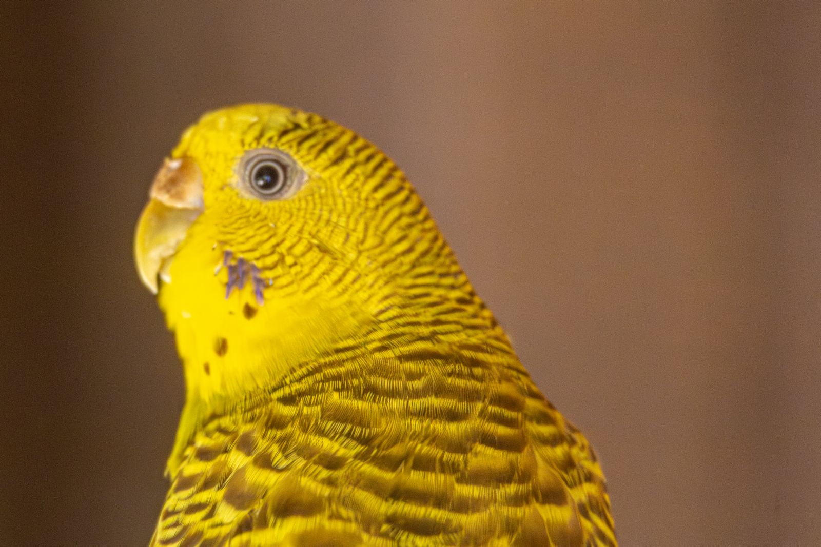 Close-up portrait of a yellow budgie against a soft brown background.