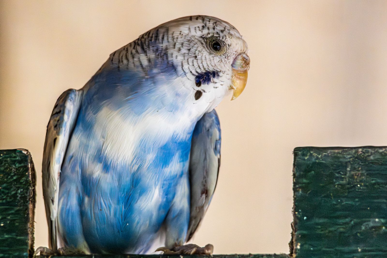 A blue and white budgie perched on a wooden ledge against a pale background.
