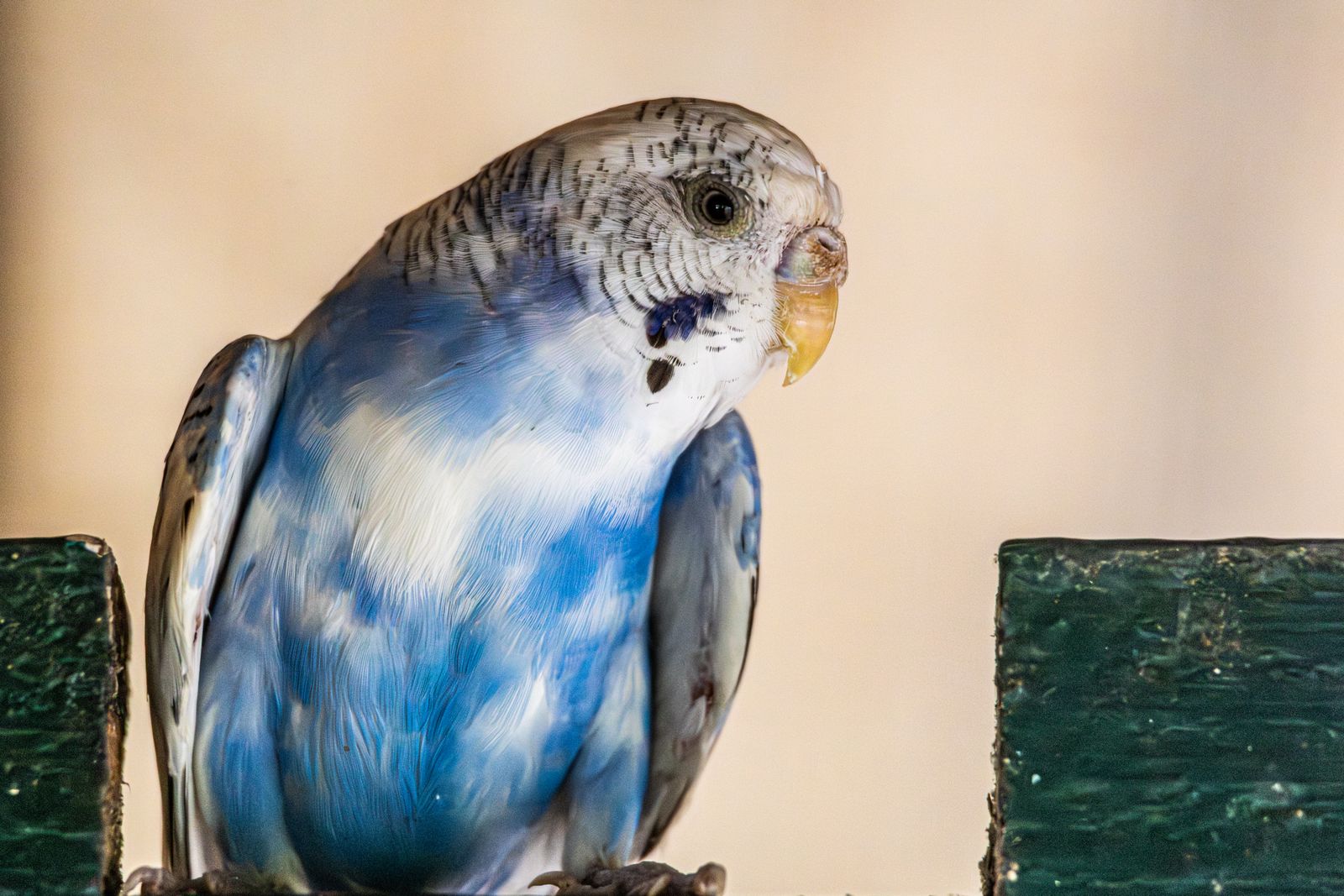 A blue and white budgie perches on a wooden post against a soft beige background.