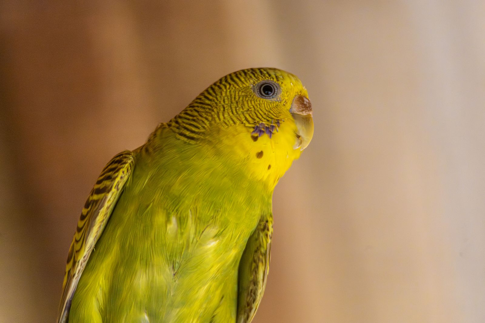 A green and yellow budgie in profile against a soft blurred background.