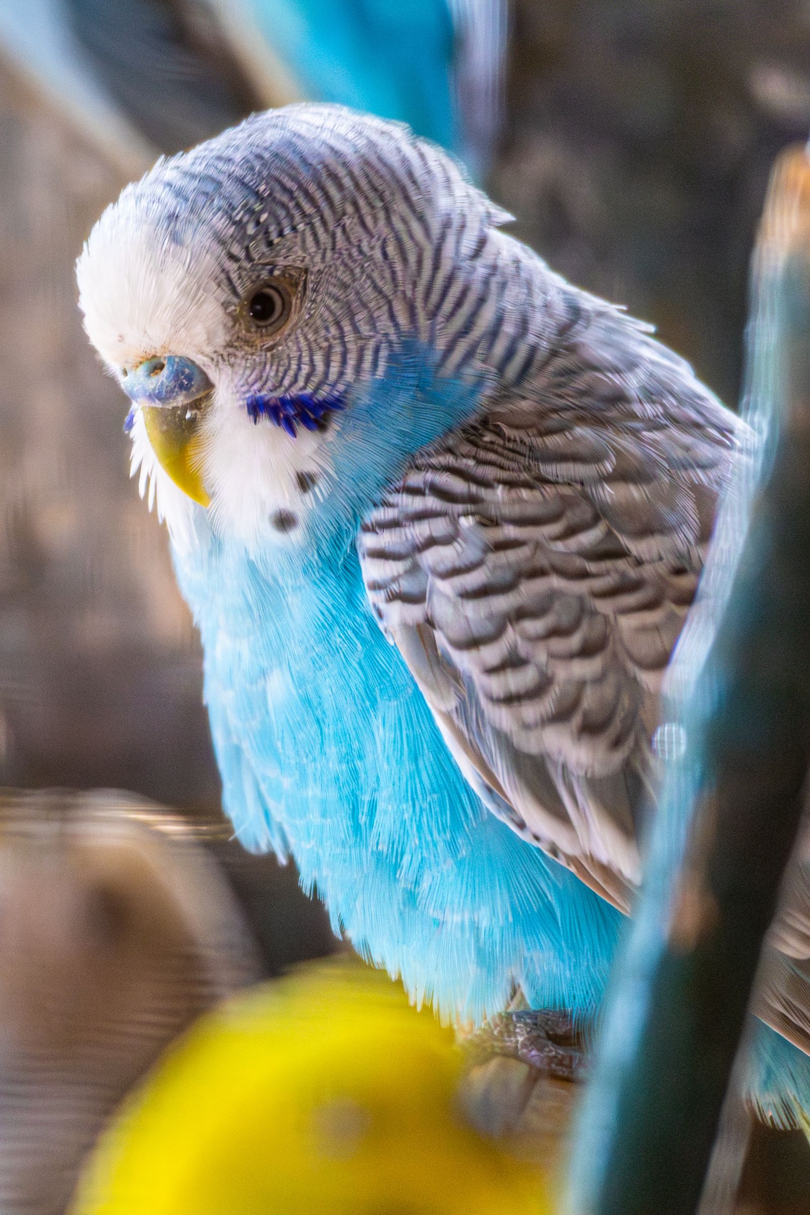 Close-up of a sky blue budgie with a grey and white head, showing the cere and face where scaly face mites usually appear.