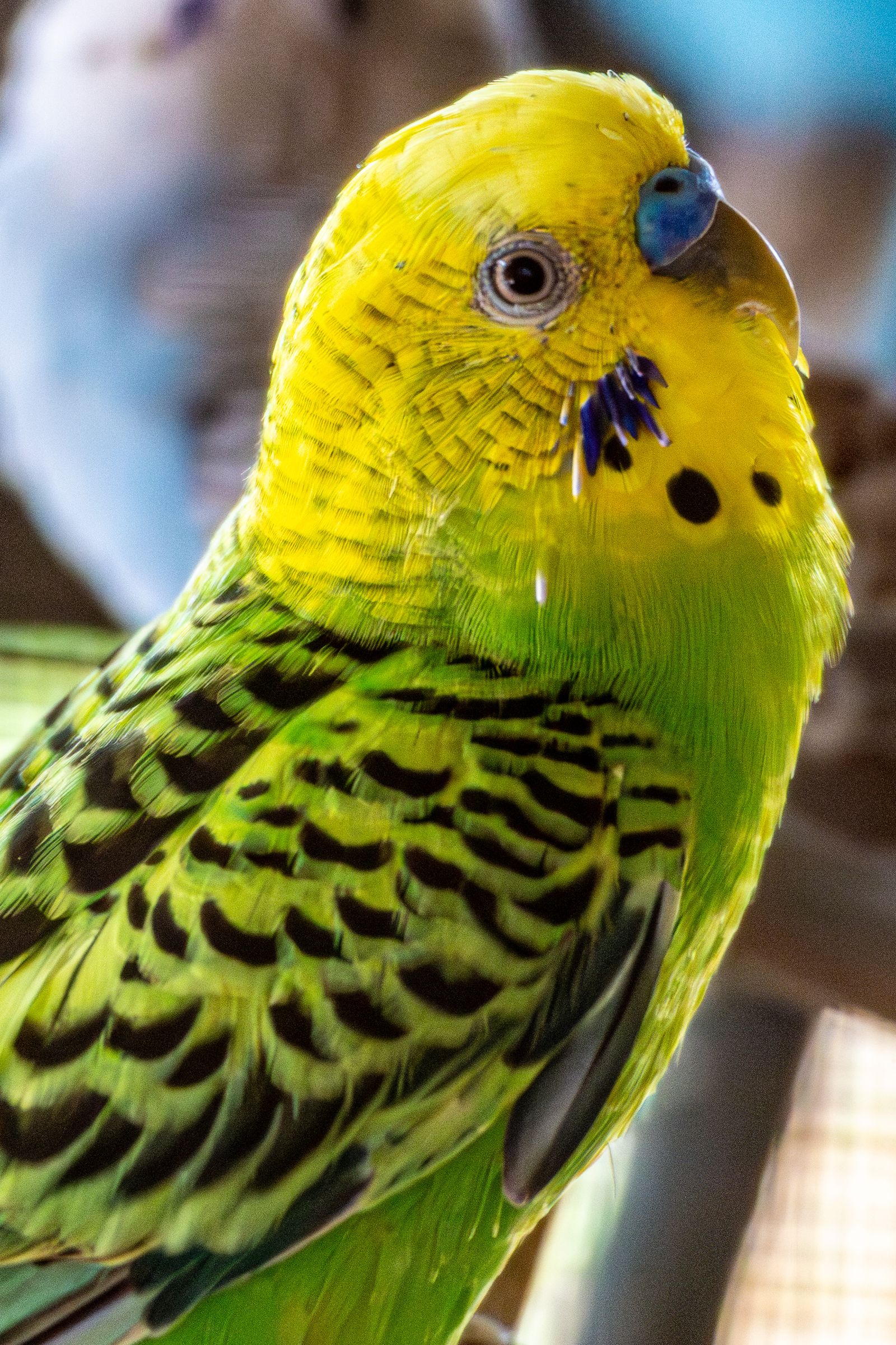 Close-up of a green and yellow budgie showing its barred wing feathers.
