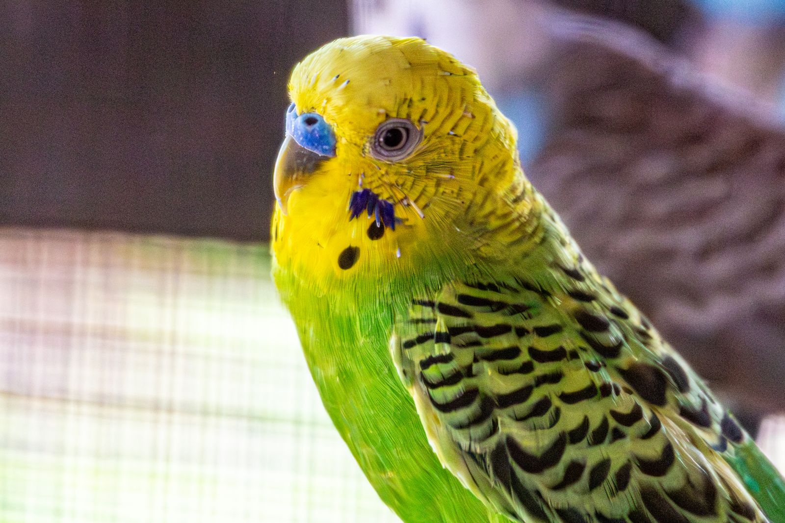 Close-up of a green and yellow budgie's face and beak.