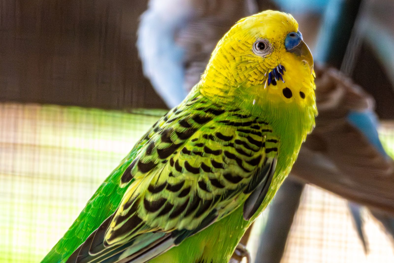 A green budgie with a bright yellow face looks to the side, with another budgie blurred behind.