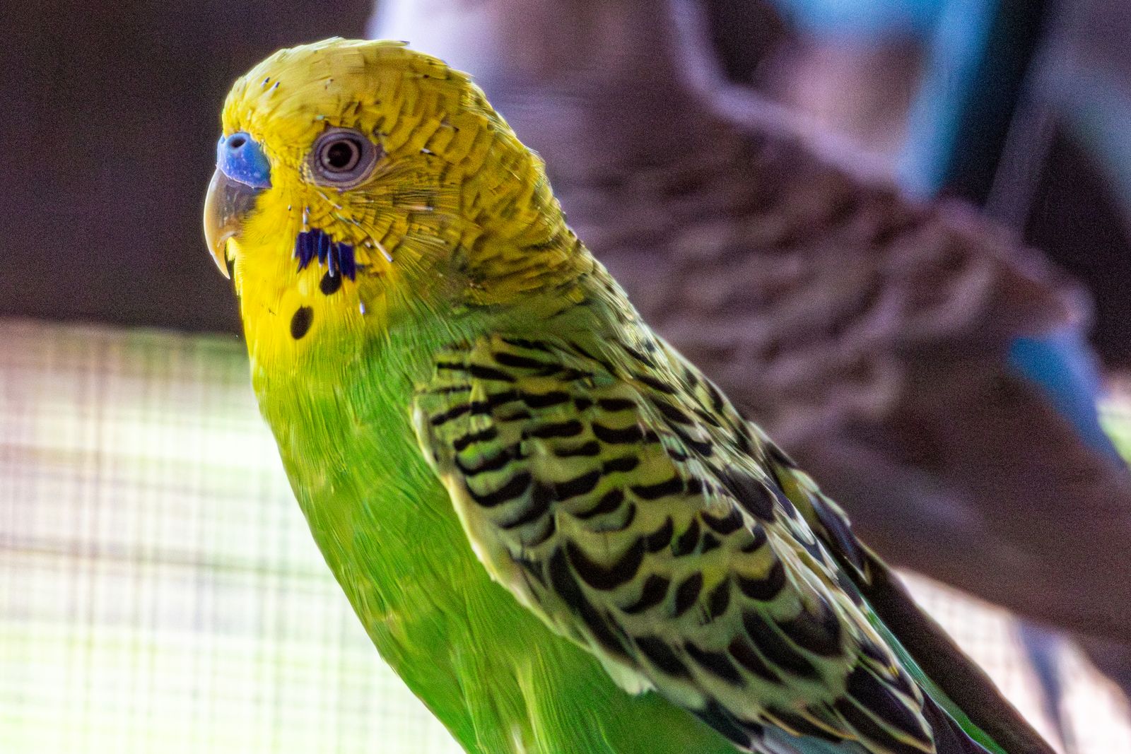 Close-up of a green and yellow budgie with black scalloped wing markings.