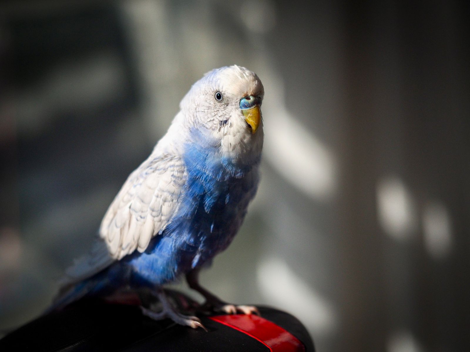 A blue budgie with a white head perched in soft window light.