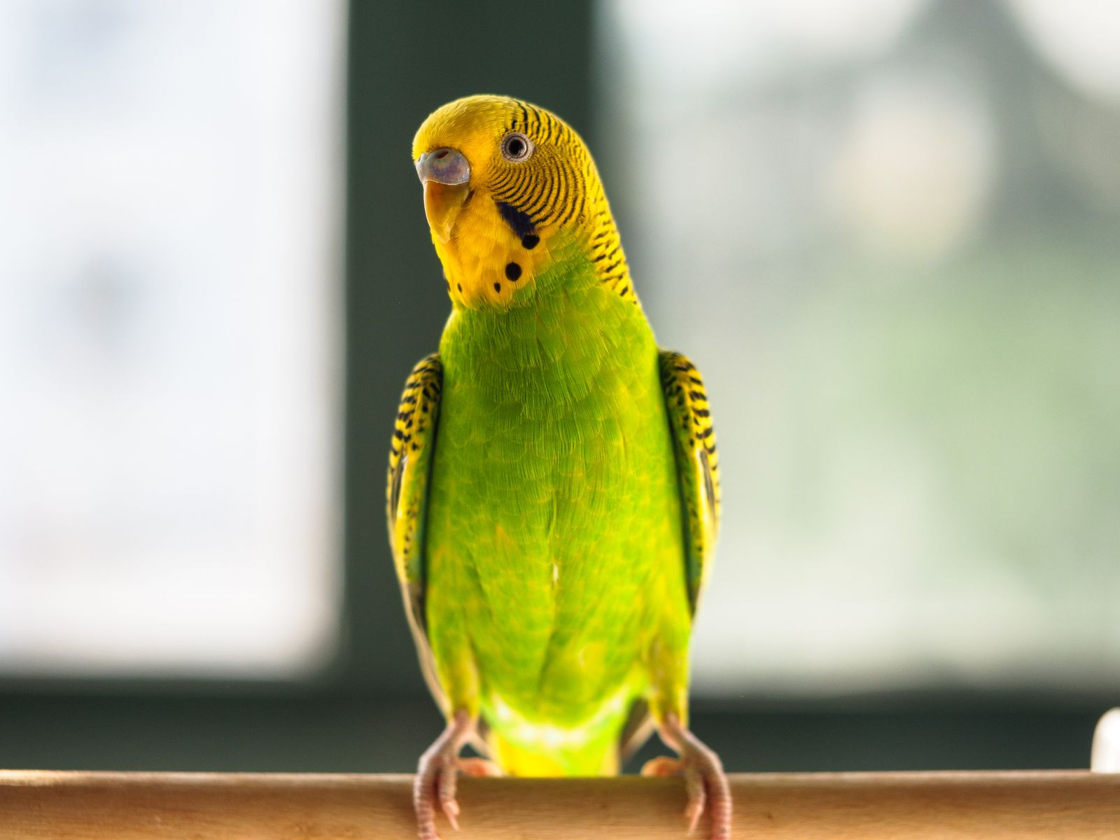 A green and yellow budgie stands on a wooden ledge facing the camera.