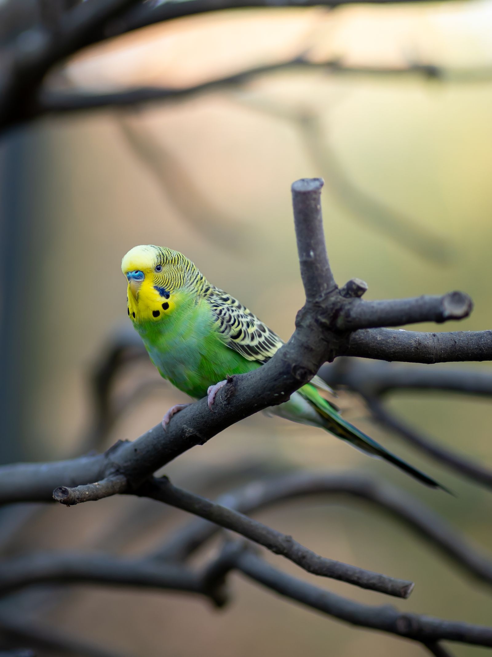 A green and yellow budgie perches on bare tree branches in soft light.