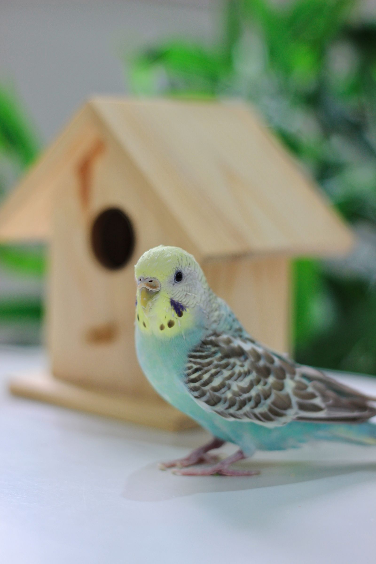 A turquoise and yellow budgie sitting in front of a small wooden birdhouse.