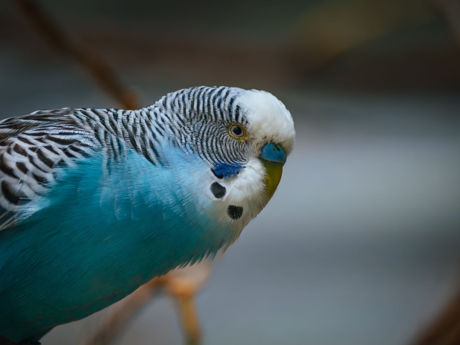 Close-up of a sky blue budgie with a white face and black barred head feathers.