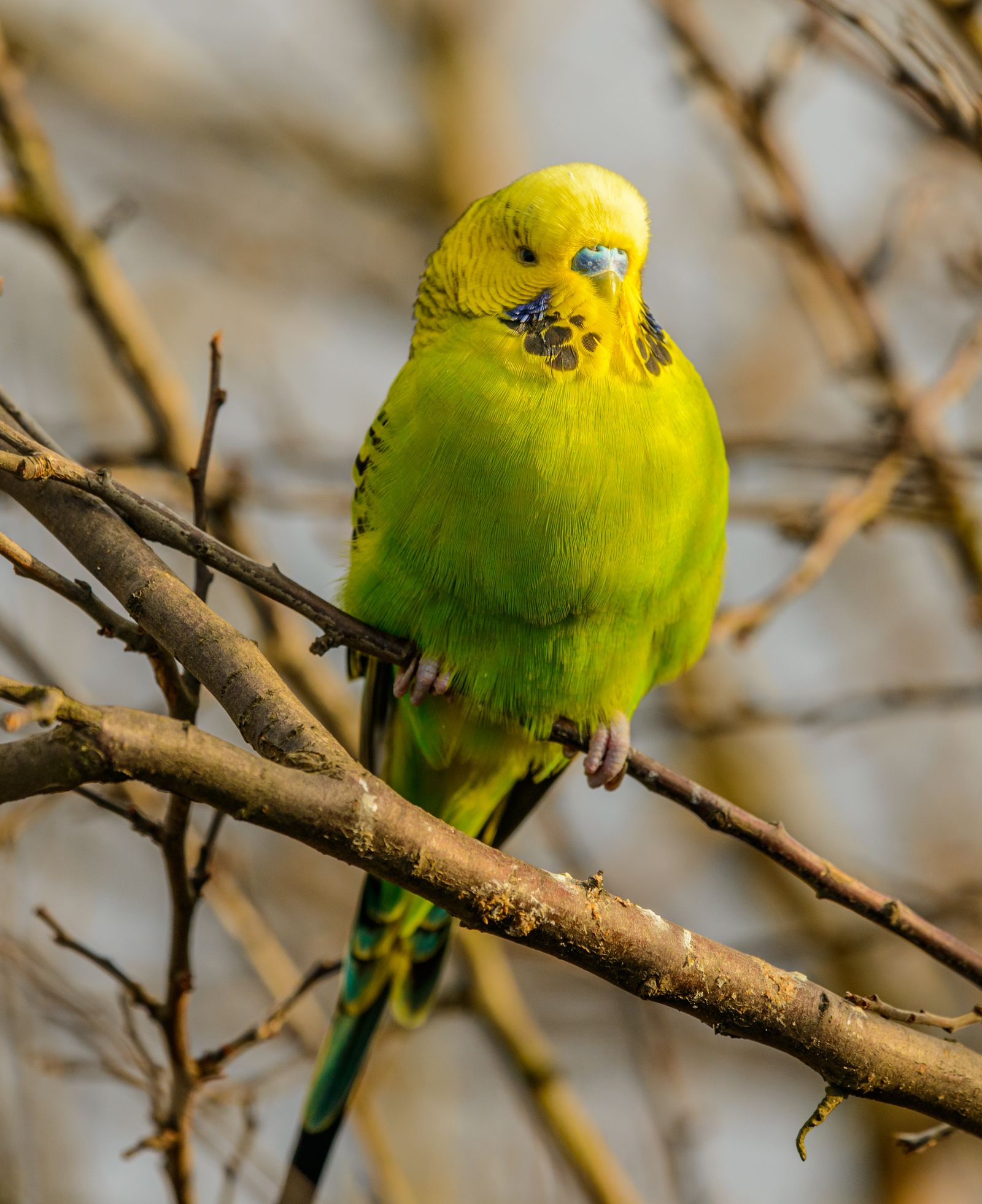 A bright green budgie sits on a dry branch among bare twigs.