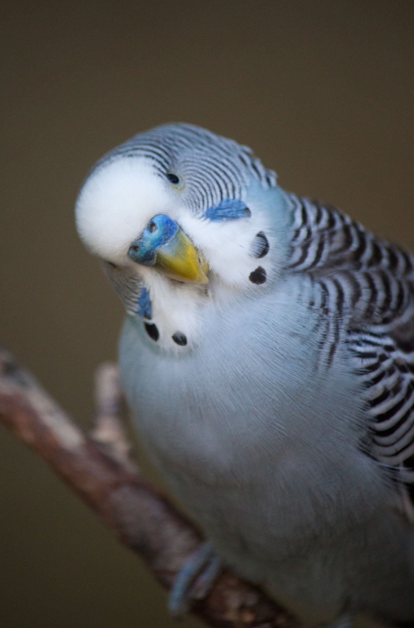 A blue and white budgie tilts its head with curiosity while perched on a branch.