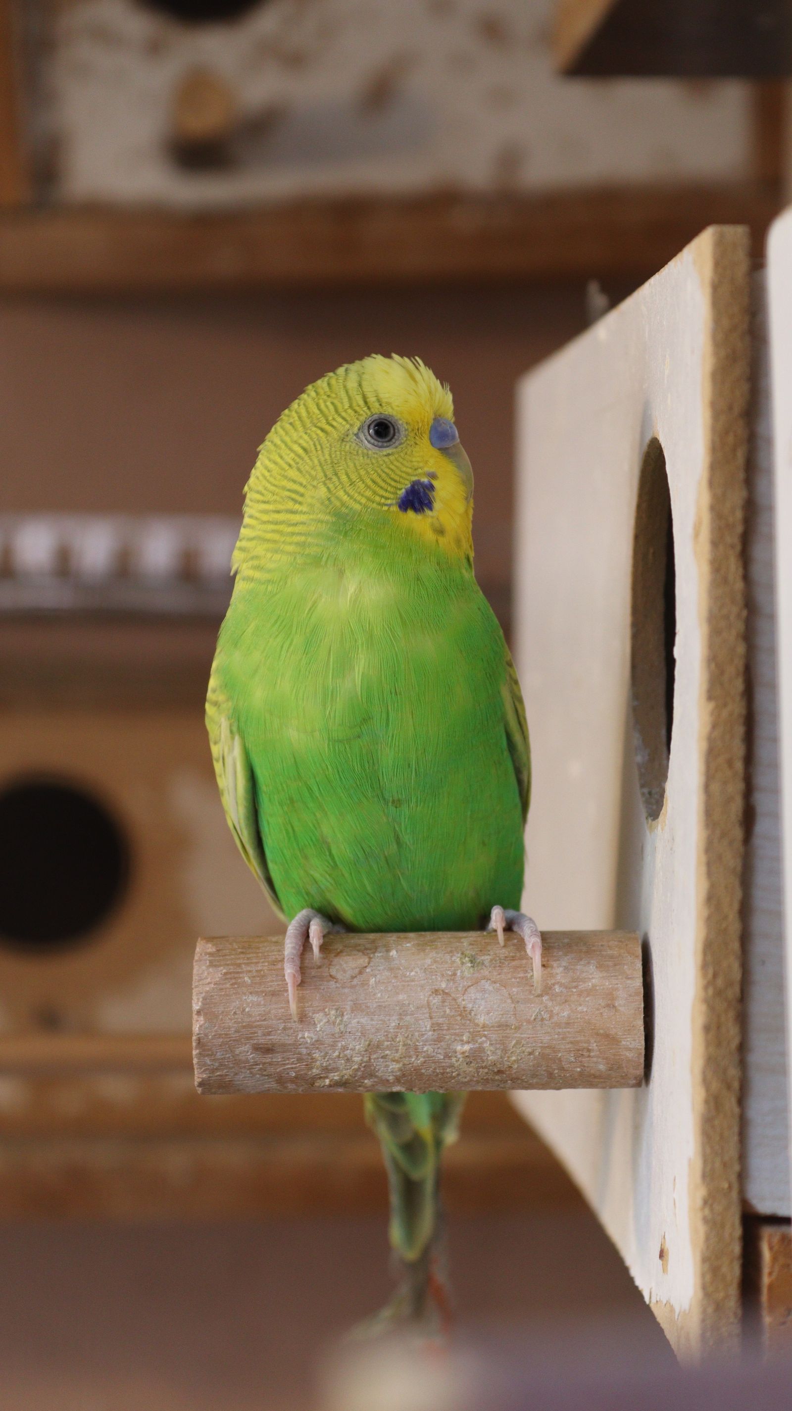 A green and yellow pet budgie stands on a wooden perch beside a birdhouse indoors.