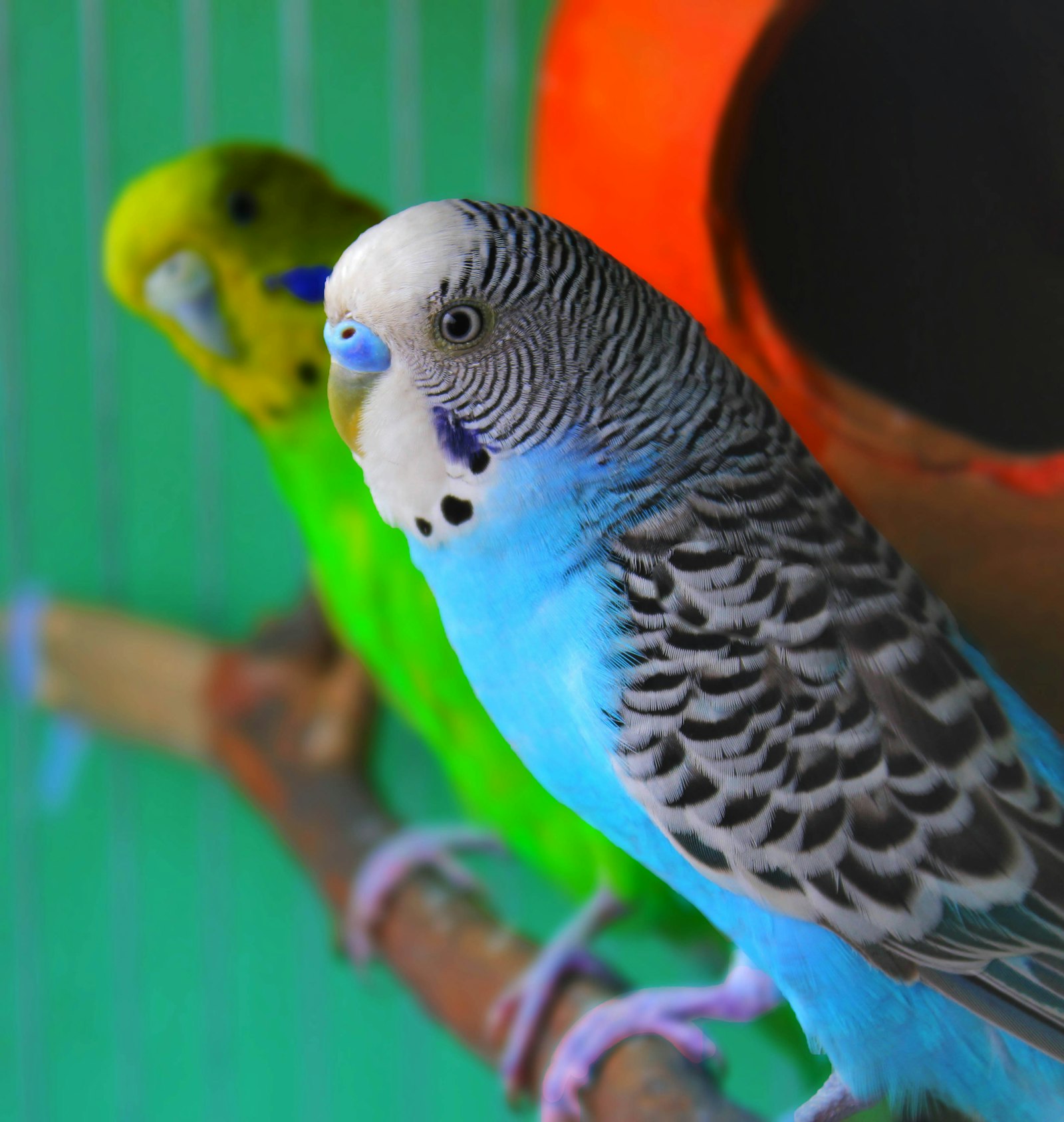 A blue and white budgie perched beside a green and yellow budgie.