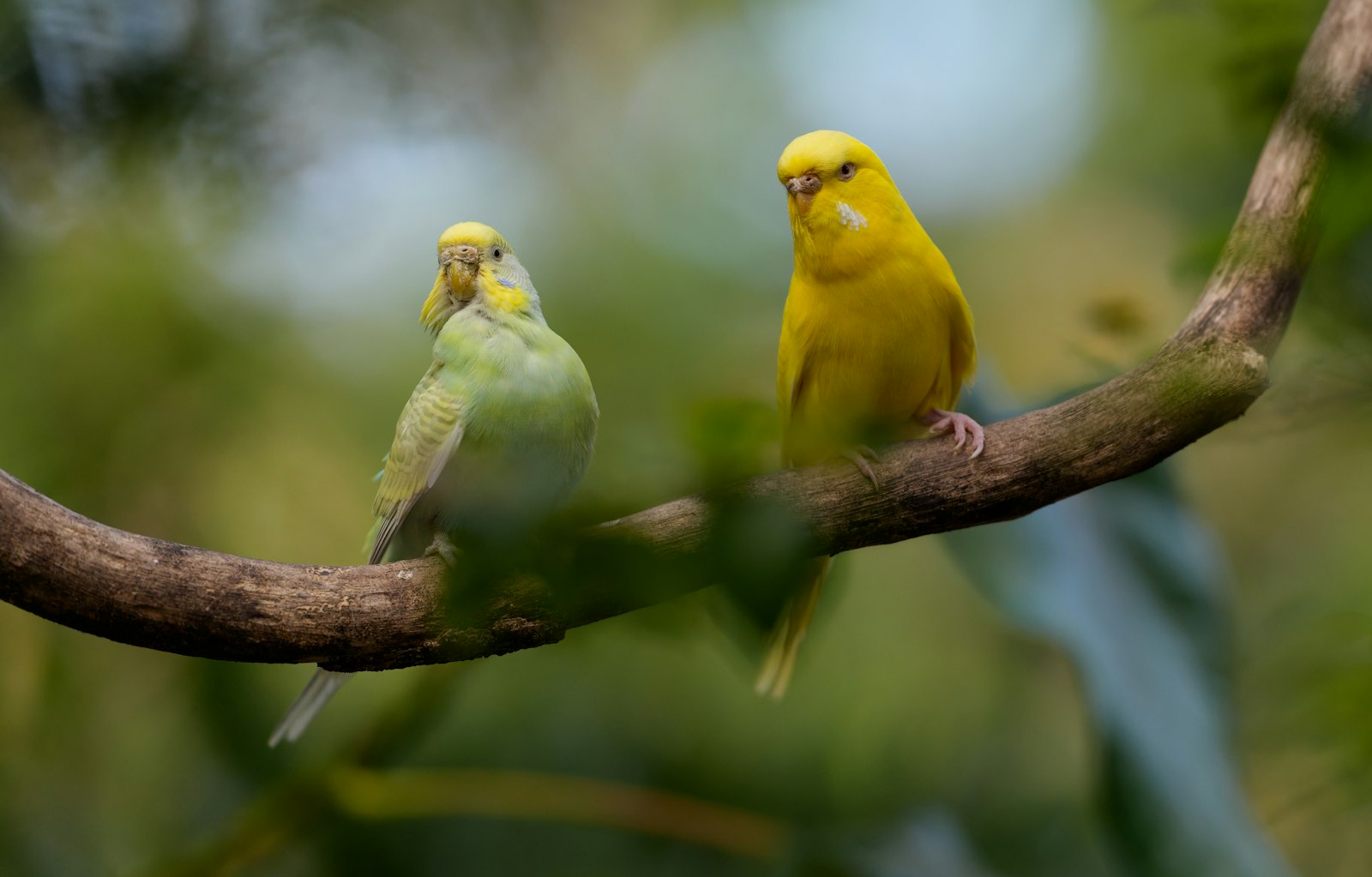 A yellow budgie and a pale green budgie perched on the same curved branch.