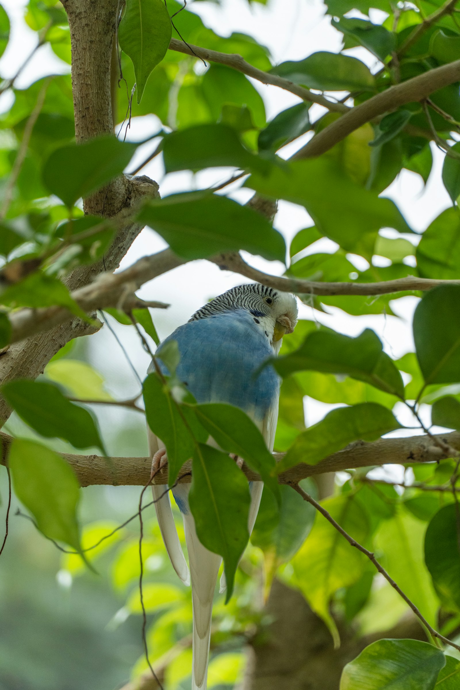A blue and white budgie perched among green leaves on a tree branch.