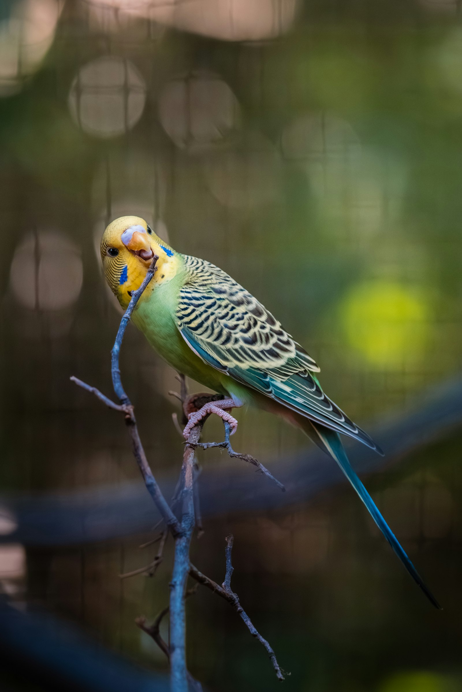 A green and yellow budgie perched on a thin twig with a soft green background.