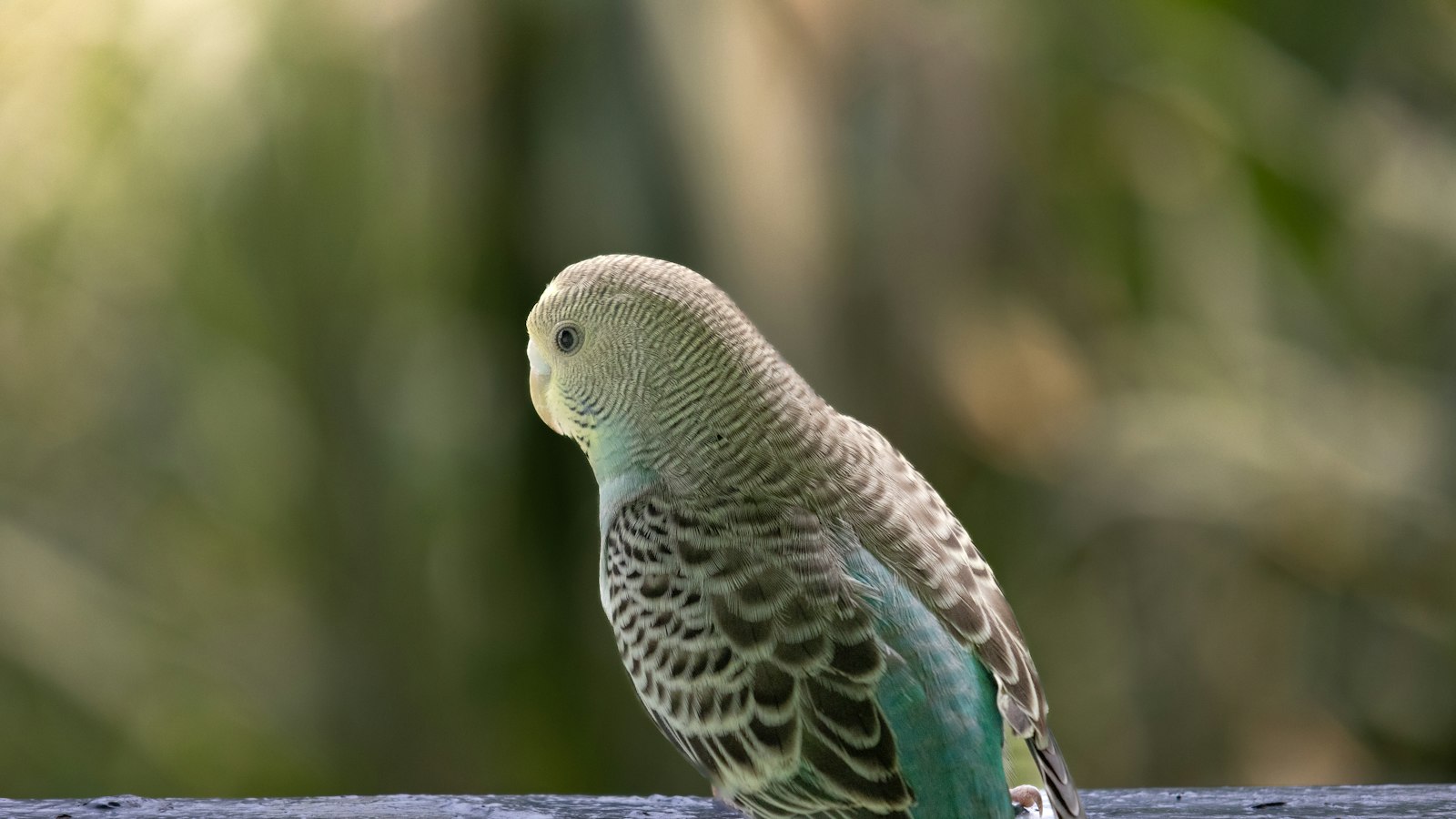 A grey green budgie seen from behind, turning its head, with a soft green background.