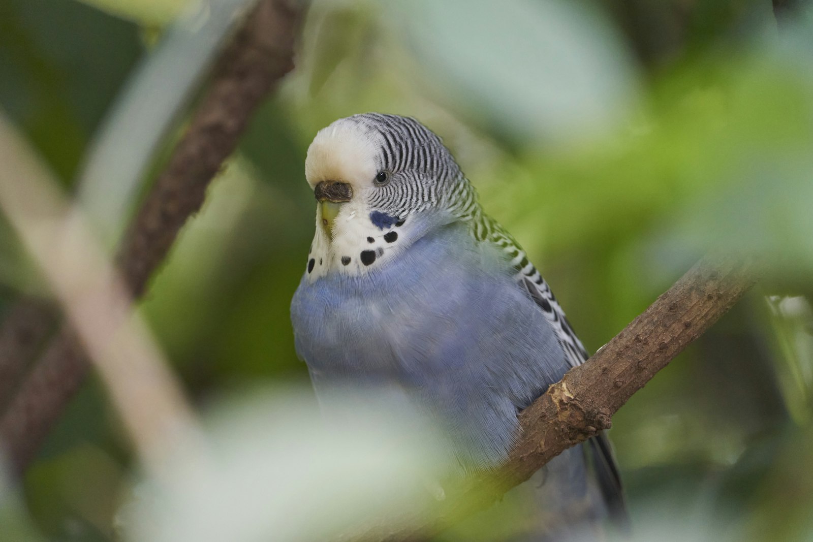 A single blue budgie resting among green leaves and branches.
