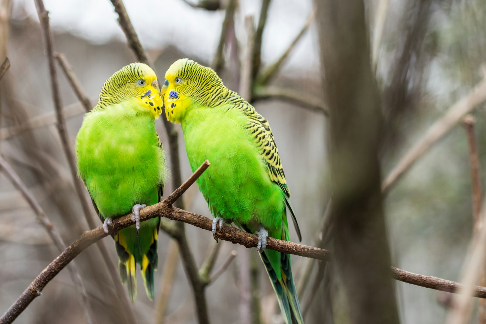Two green budgies facing each other on a branch among bare twigs.